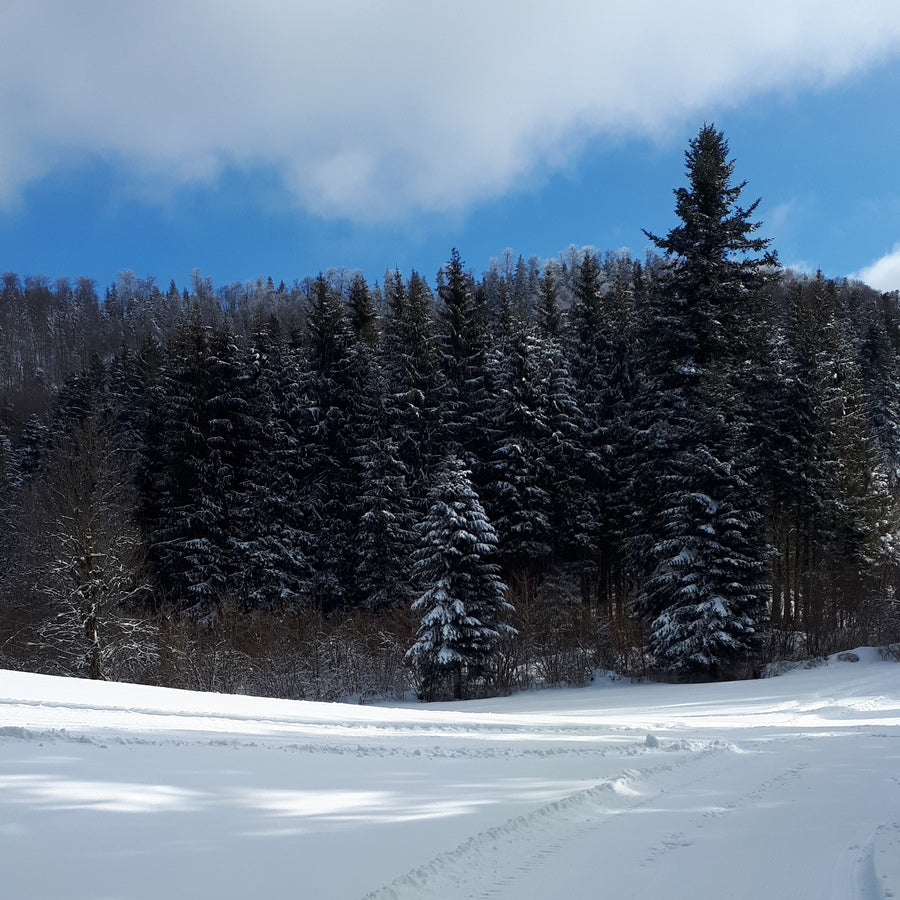 Image with text section