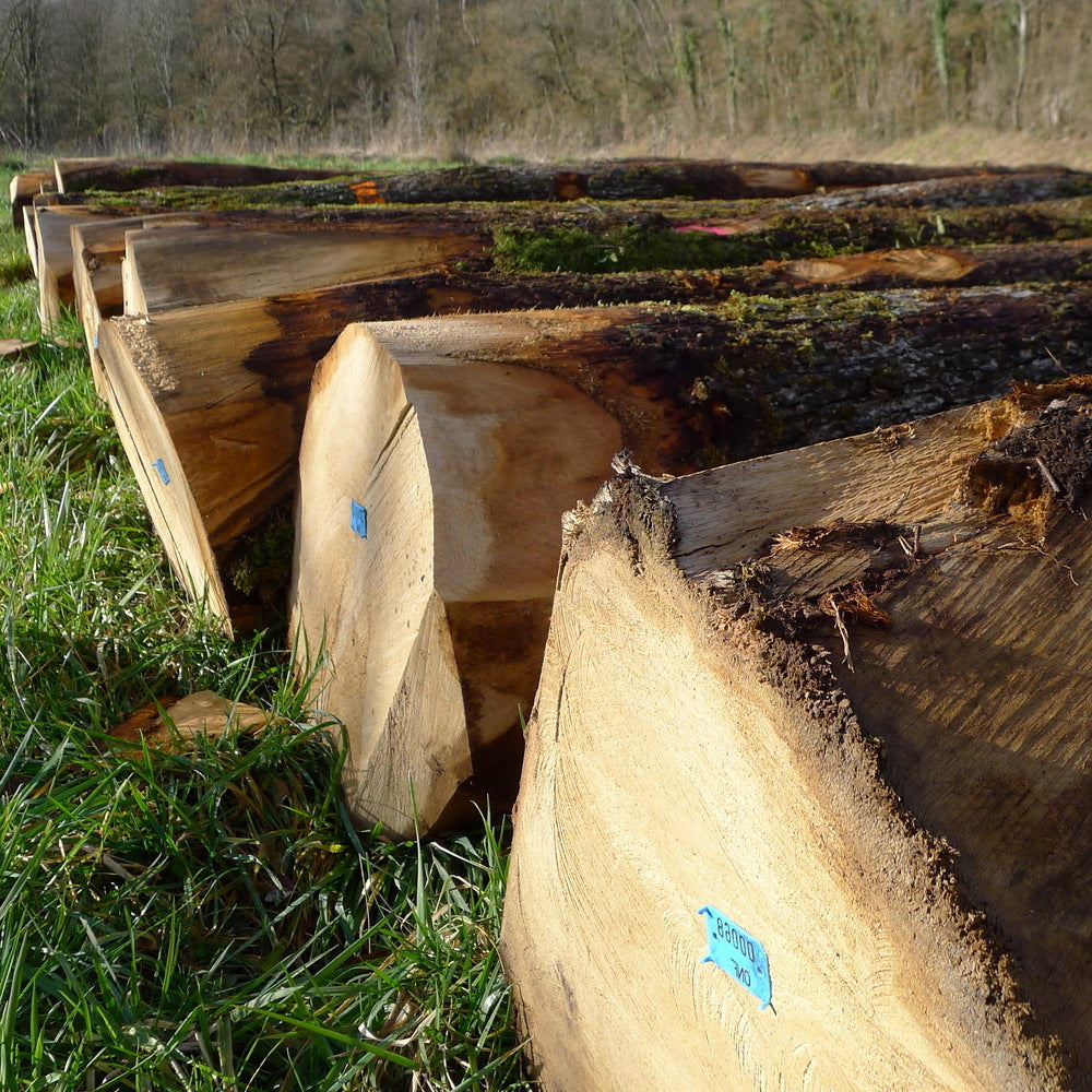 Image with text section